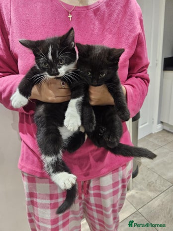 Mixed Breed cats - Advert 15