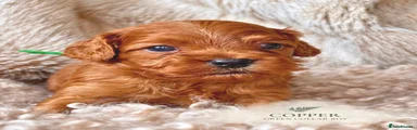 Wildwood Copper