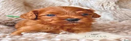 Cavapoo dogs for sale: 5 STAR LICENSED BREEDER BEAUTIFUL RED F1 CAVAPOOS - Advert 17