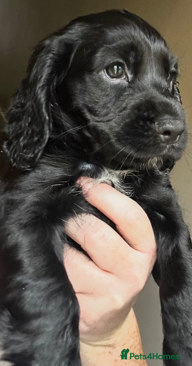 Cocker Spaniel dogs 4 stunning Cocker spaniels 2 boys 2 girls 💖💙💖💙 - Advert 2