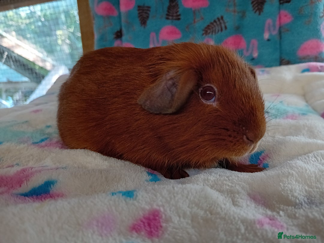 Guinea Pig rodents for sale: Baby Boars Different Breeds Available  - Image 4