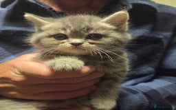 Persian cats for sale: Half persian kittens - Image 1