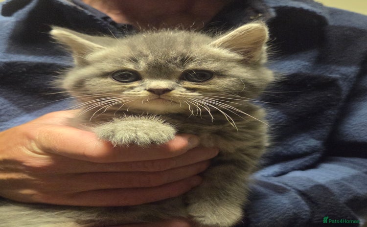Persian cats - Advert 1