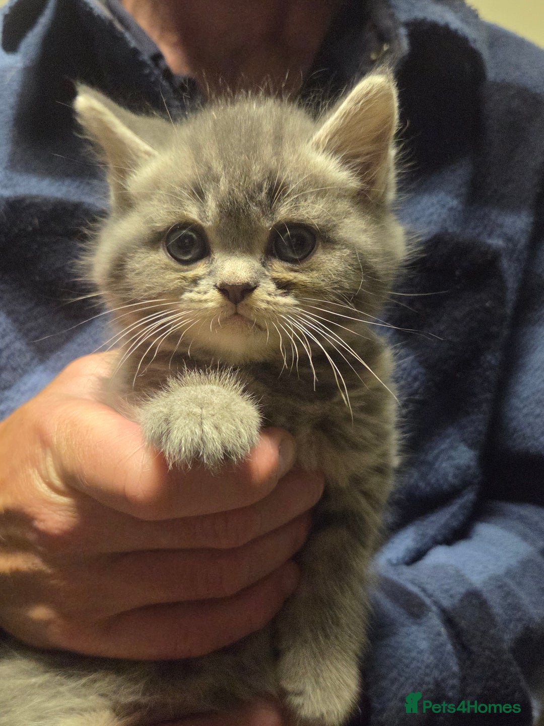 Persian cats for sale: Half persian kittens - Image 1
