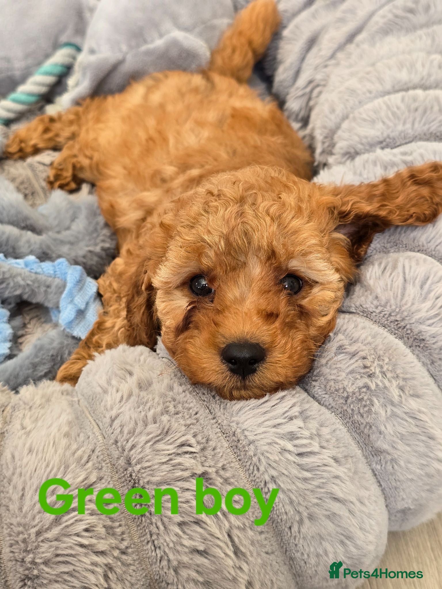 Cavapoo dogs MiniatureF1B💥DNAHealthTestedParents💥FamilyRaised - Advert 1
