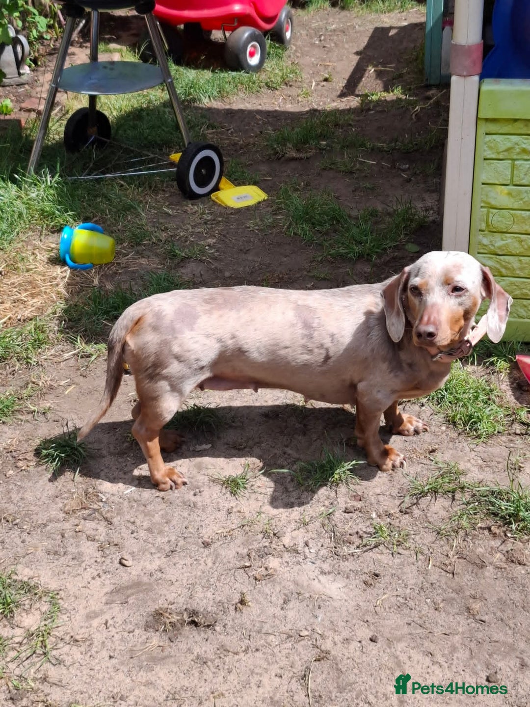 Dachshund dogs for sale: Standard Isabella dapple Lady - Advert 6