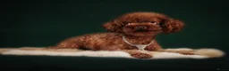 Toy Poodle dogs for sale: 🧝🏼‍♀️🦋✨ Stunning Red Asian Poodle girl, UK  - Advert 5