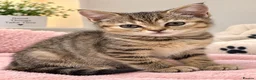 British Longhair cats for sale: British Shorthair & Longhair Kittens - Advert 5