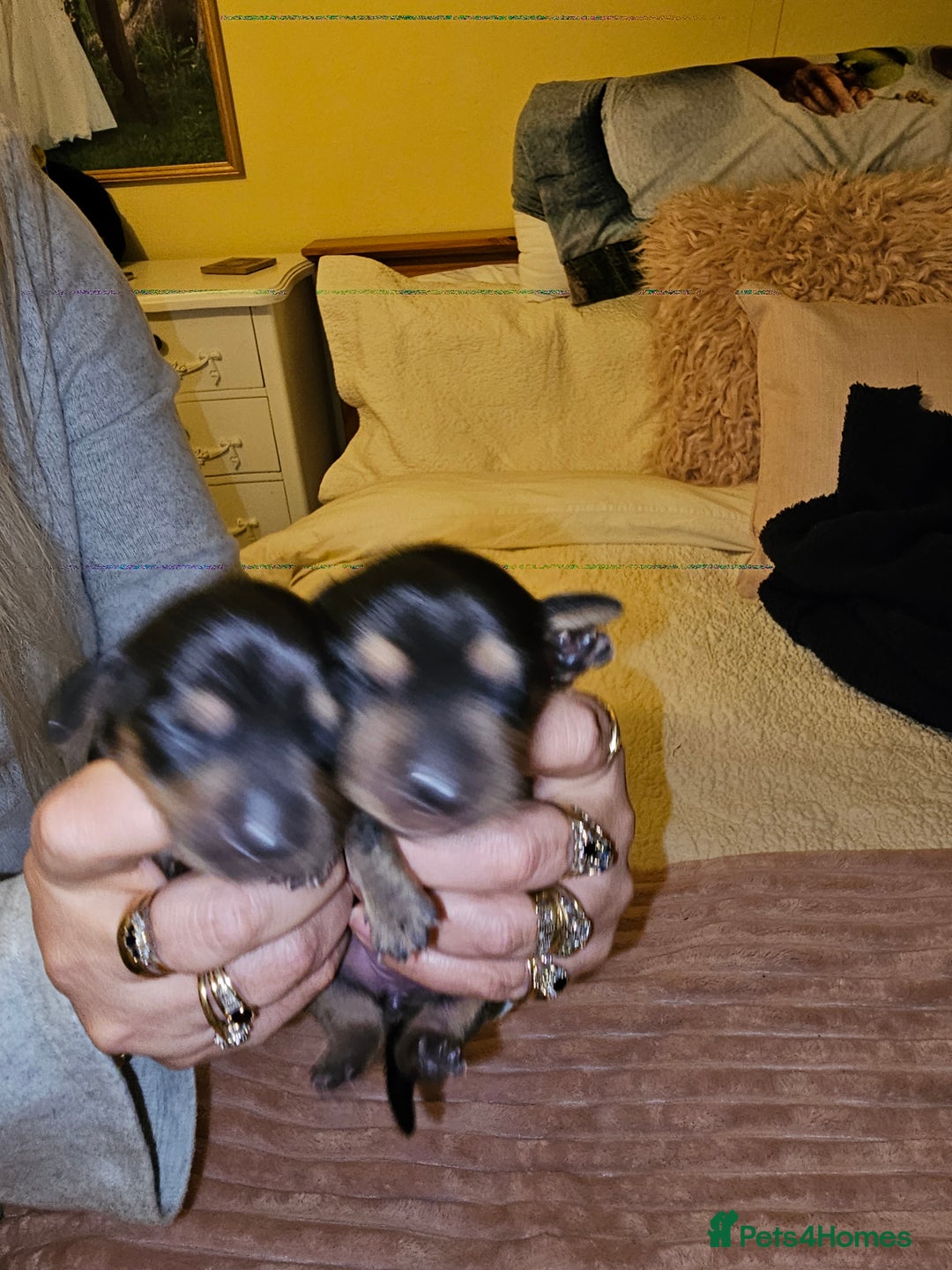 Dachshund dogs for sale: Dashound puppies - Image 4