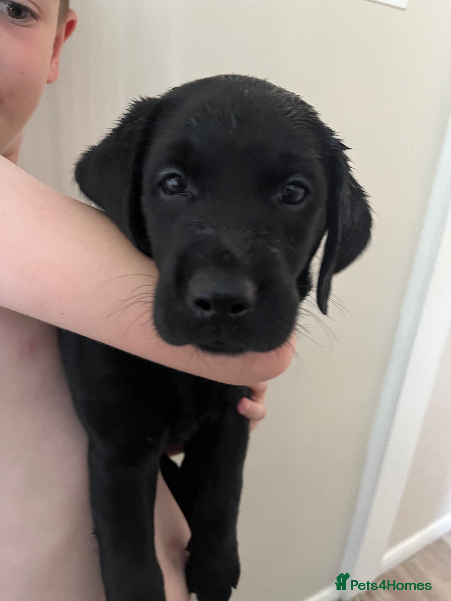 Labrador Retriever dogs 🧡LAST STUNNING BOY LEFT🧡 - Advert 18