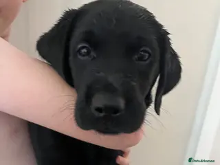 Labrador Retriever dogs 🧡LAST STUNNING BOY LEFT🧡 - Advert 18