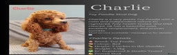 Cavapoo dogs for sale: Health tested toy cavapoo puppies  - Advert 3