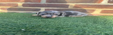 Miniature Dachshund 2