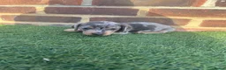 Miniature Dachshund dogs for sale: Beautiful miniature dachshund puppies  - Advert 9