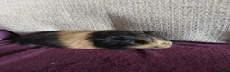 Guinea Pig rodents for sale: Male guinea pigs in South Queensferry - Advert 4