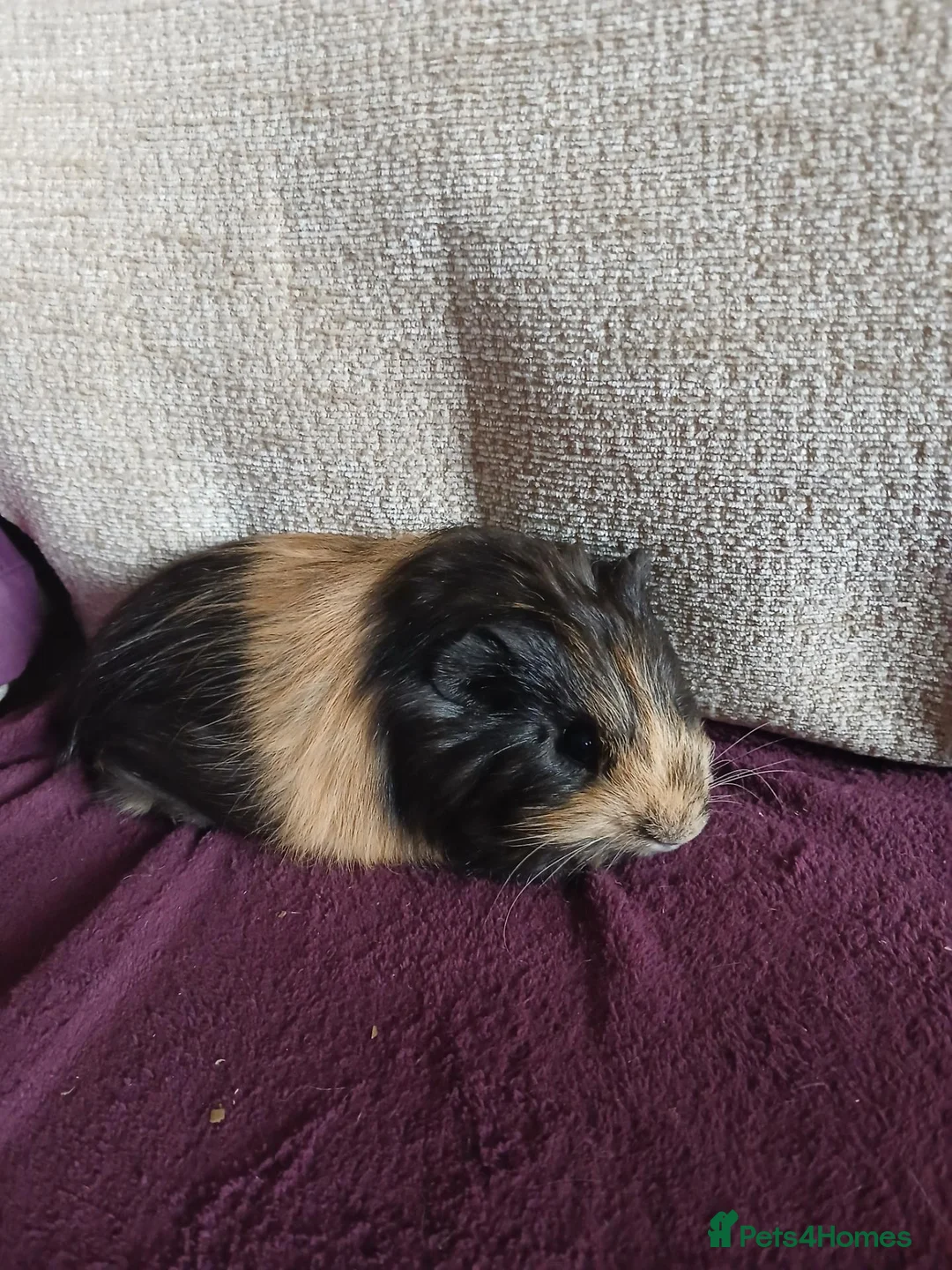 Guinea Pig rodents for sale: Male guinea pigs in South Queensferry - Advert 4