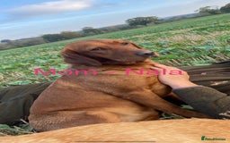 Labradoodle dogs for sale: Miniature Labradoodle Pups - Image 30