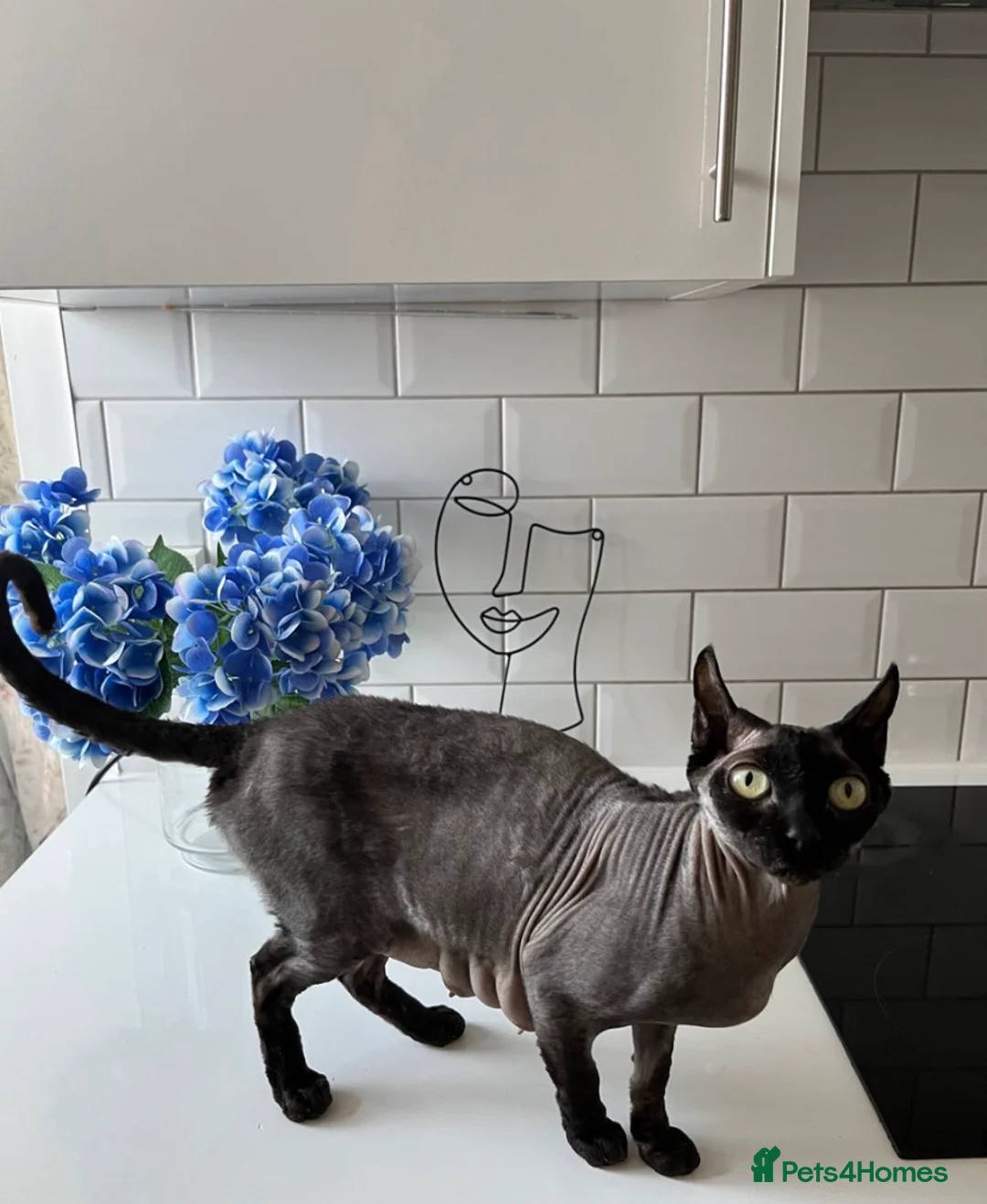 British Shorthair cats for sale: British shorthair x sypnx kitten  - Advert 9