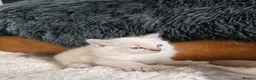 Ragdoll cats for sale: Beautiful Ragdol Kittens  - Advert 20