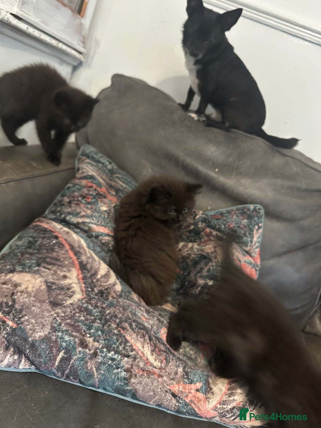British Shorthair cats for sale: British blue crosses - Image 2