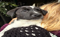 Mixed Breed dogs for sale: Labrakita - Image 11