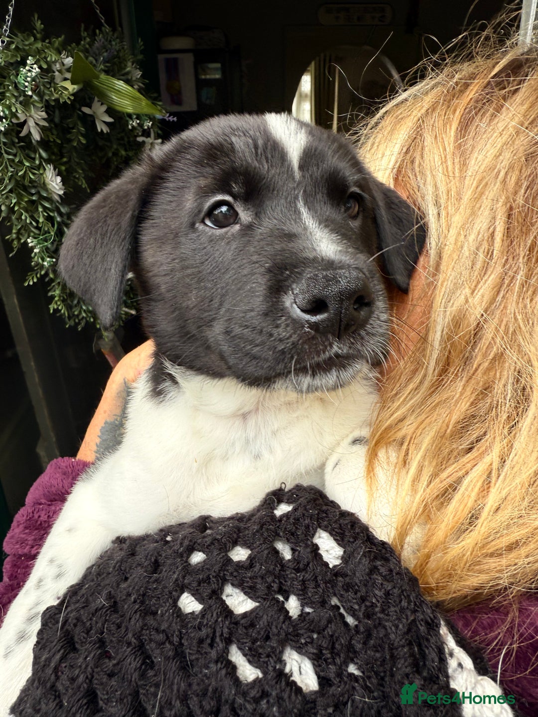 Mixed Breed dogs for sale: Labrakita - Image 11