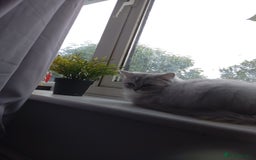 Persian cats for sale: Chinchilla persion - Image 2