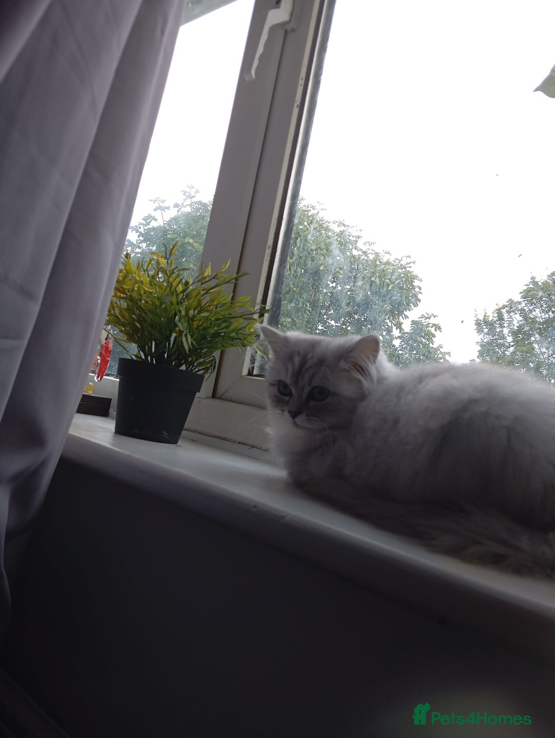 Persian cats for sale: Chinchilla persion - Image 2