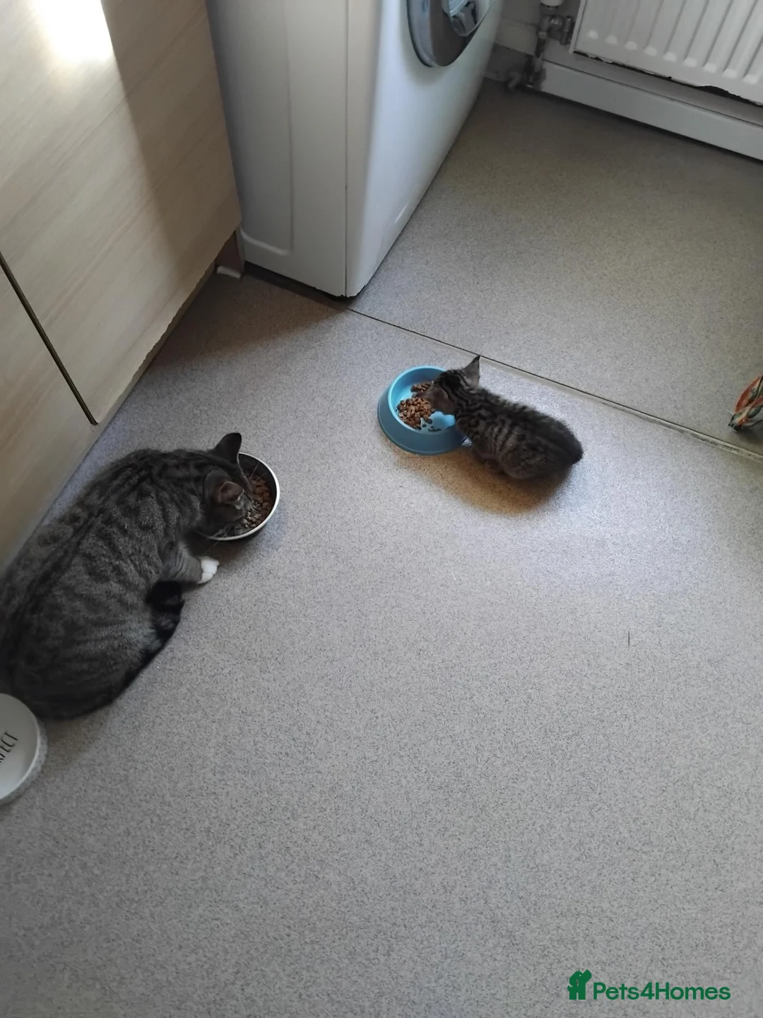 Mixed Breed cats for sale: Lovely Bengal x kitten for sale. - Advert 5