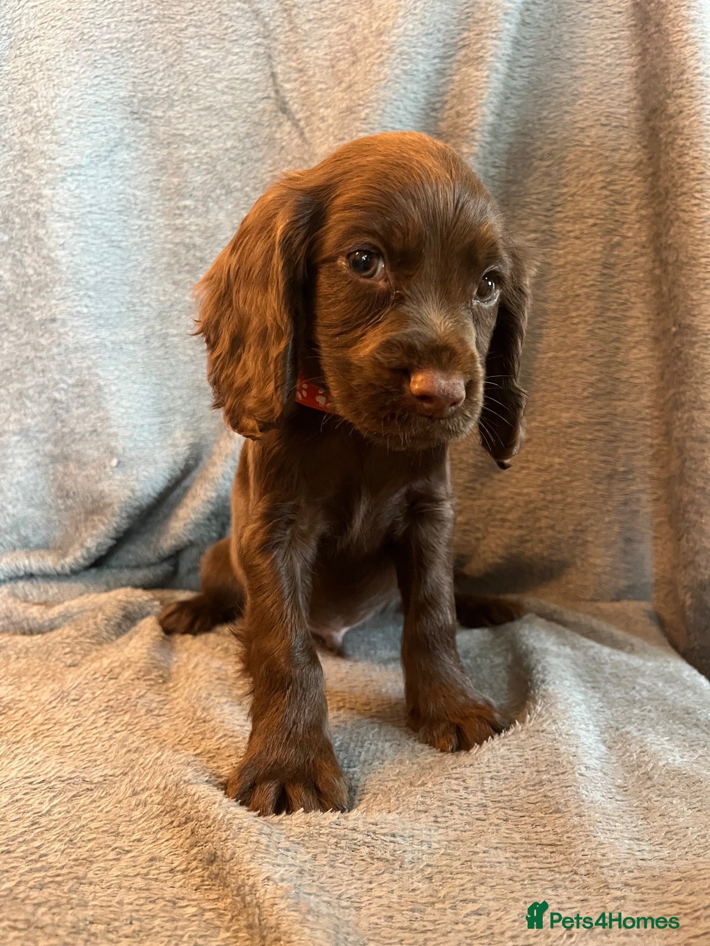 Cocker Spaniel dogs Cocker spaniel puppies - Advert 1