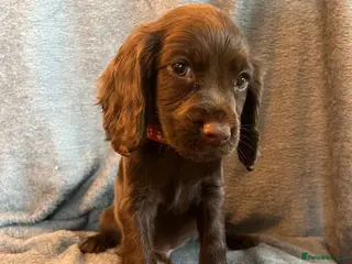 Cocker Spaniel dogs Cocker spaniel puppies - Advert 2