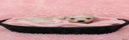 Maltipoo dogs for sale: Parents health tested Maltipoo puppies - Advert 10