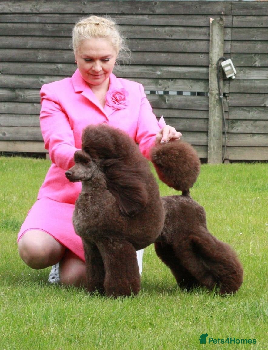 Miniature Poodle dogs Beautiful Girls!!! - Advert 1