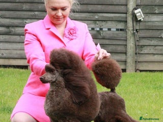 Miniature Poodle dogs Beautiful Girls!!! - Advert 1