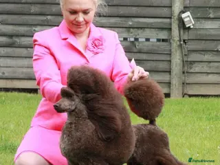 Miniature Poodle dogs Beautiful Girls!!! - Advert 17