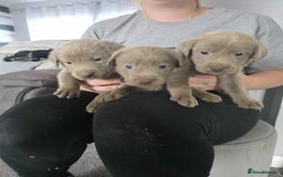 Labrador Retriever dogs for sale: Stunning silver Labradors  - Image 11