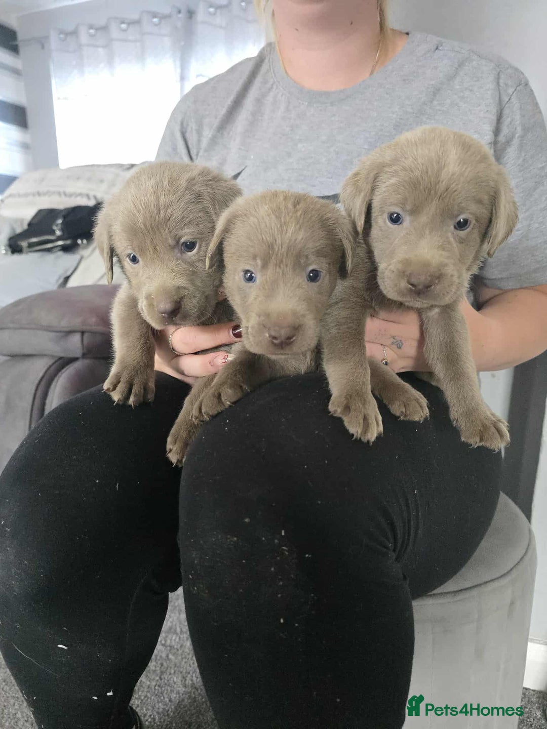 Labrador Retriever dogs for sale: Stunning silver Labradors  - Image 11