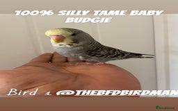 Budgerigars birds for sale: 100% SILLY TAME BABY BUDGIES - Advert 2
