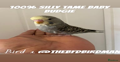 Budgerigars birds 100% SILLY TAME BABY BUDGIES - Advert 4