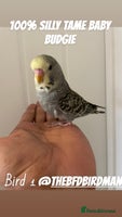 Budgerigars birds 100% SILLY TAME BABY BUDGIES - Advert 8