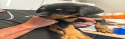 Rottweiler dogs for sale: READY NOW‼️PEDIGREE ROTTIES💕💛 3 BOYS x  - Advert 10