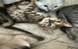 Bengal cats for sale: Beautiful boy remaining ready to go  - Image 19