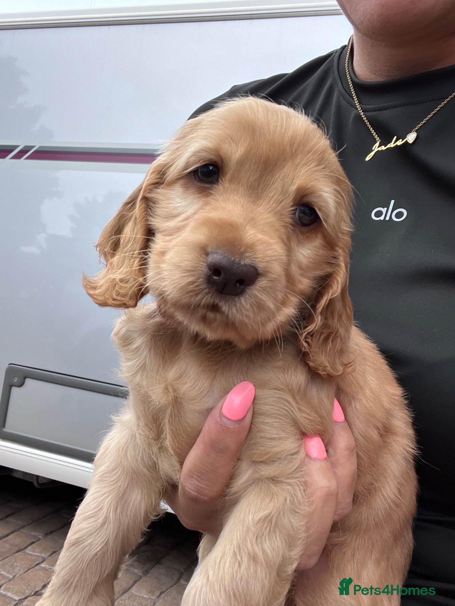 Cocker Spaniel dogs READY SOON 🐾 LAST GOLDEN GIRL 🩷  - Advert 2