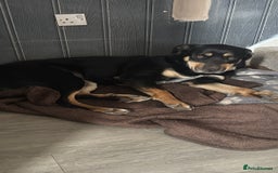 Mixed Breed dogs for sale: 2.5 years old dog for sale  - Image 1