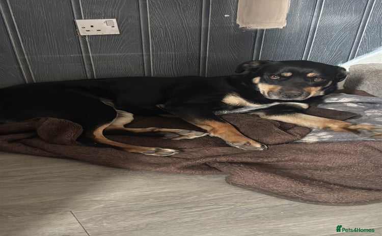 Mixed Breed dogs - Advert 1