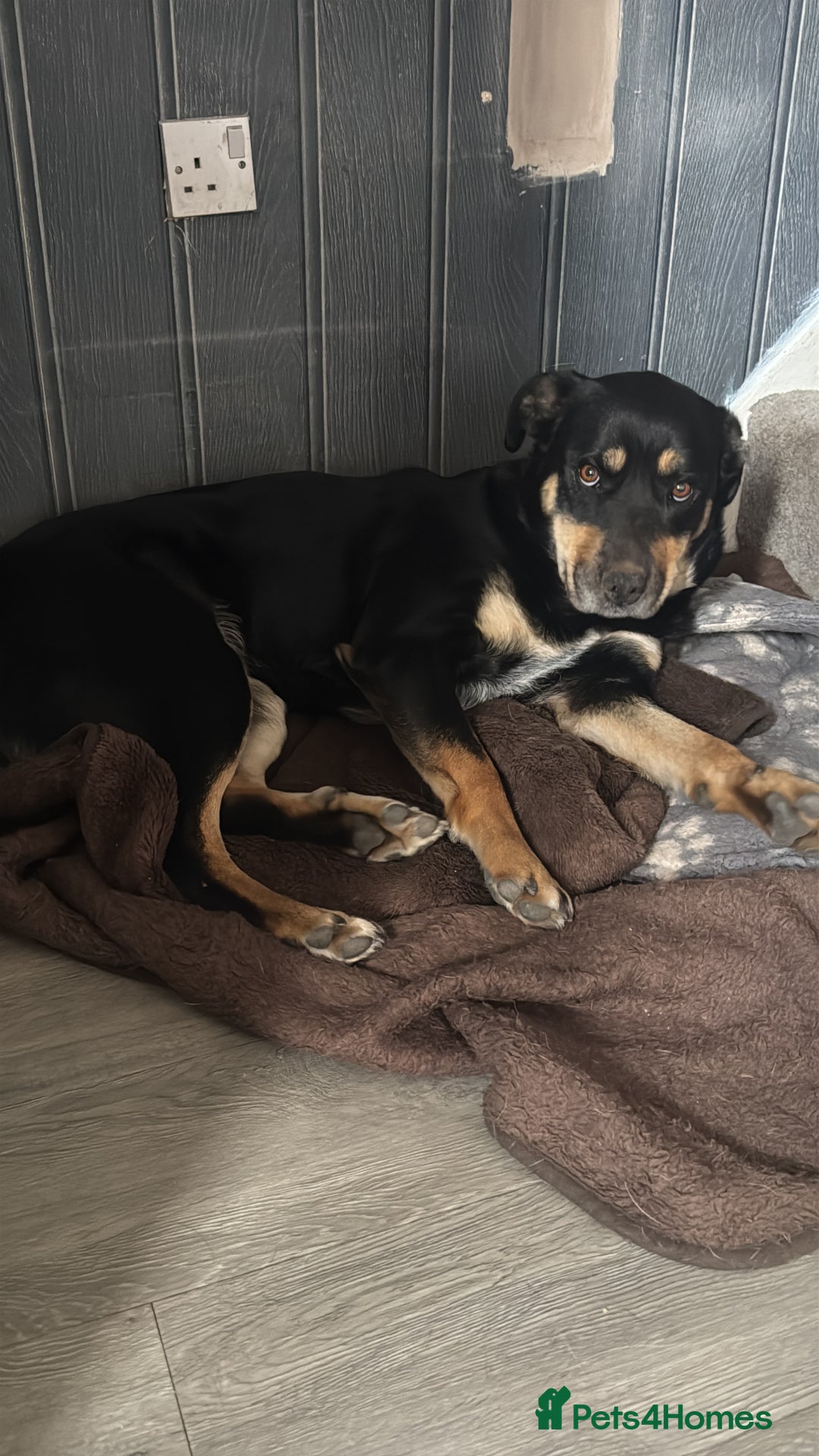 Mixed Breed dogs for sale: 2.5 years old dog for sale  - Image 1