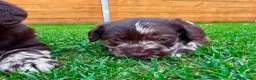 Labradoodle dogs for sale: Beautiful Chocolate Labradoodle Babies 🐾🐾🐾 - Advert 12
