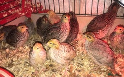 Quail poultry for sale: SEXED JAPANESE QUAILS/6TH AUGUST ! - Image 8