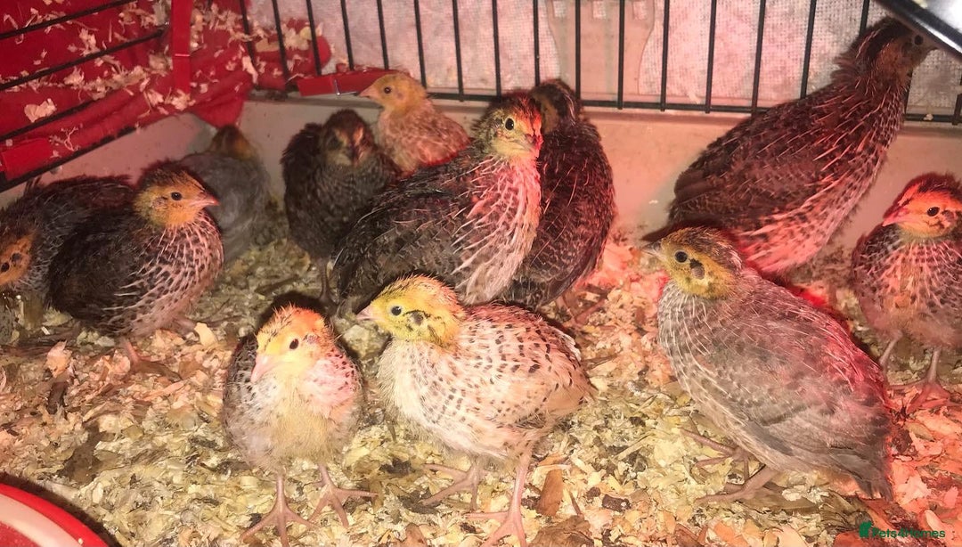 Quail poultry for sale: SEXED JAPANESE QUAILS/6TH AUGUST ! - Image 8