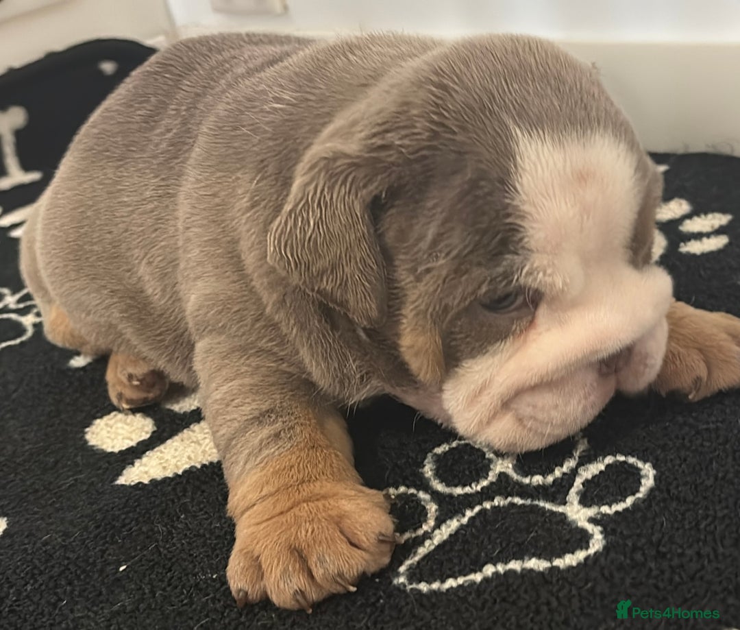 English Bulldog dogs for sale: Chunky English bulldogs  - Image 15